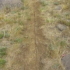 Plants: image 91 Of 94 Thumb
